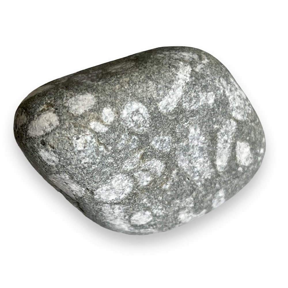 Fossiliferous Limestone – Natural Marine Fossil Stone